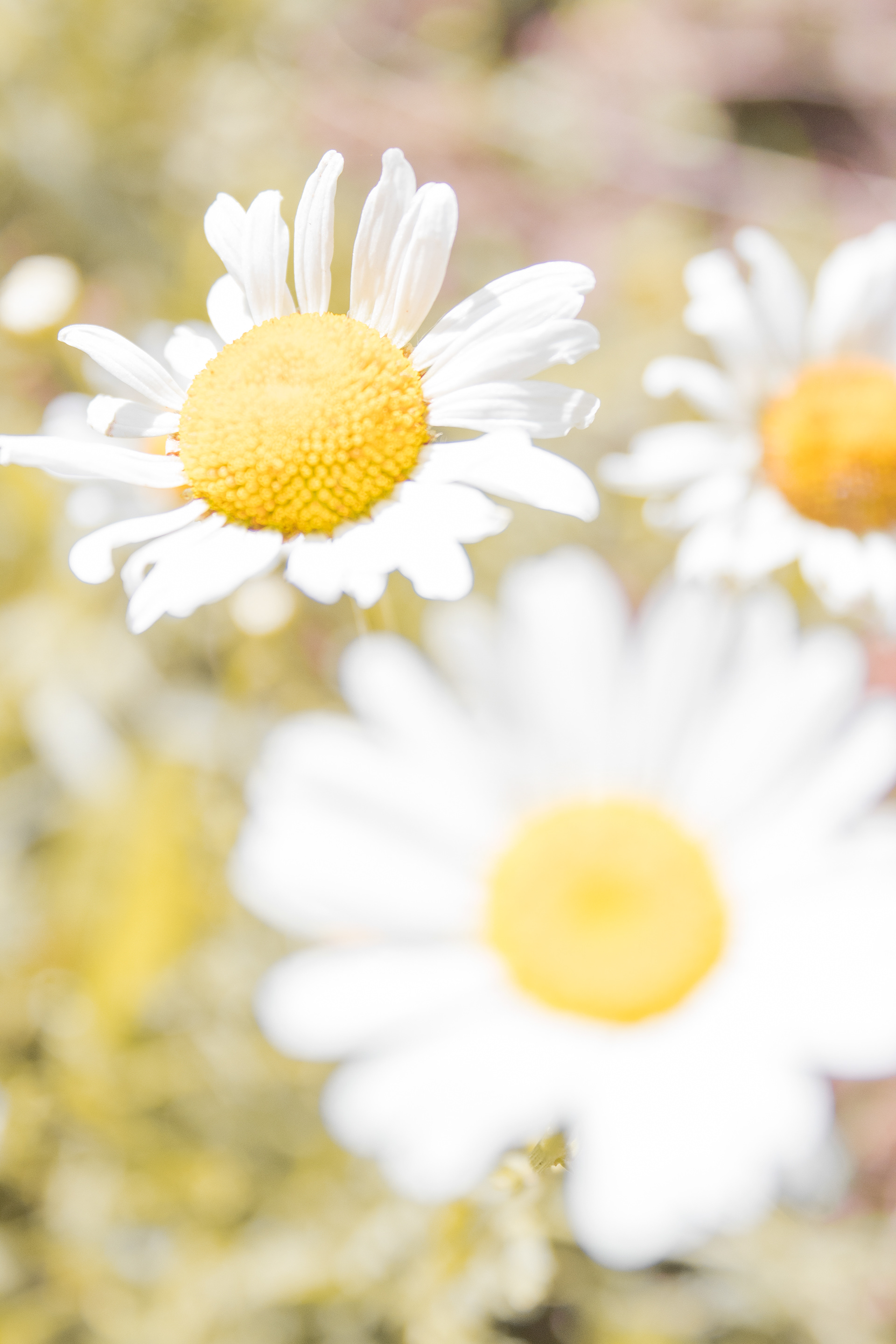 Outdoor Wedding Season